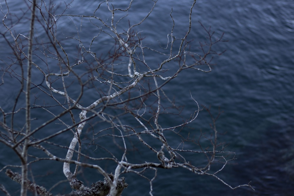 bare tree near body of water