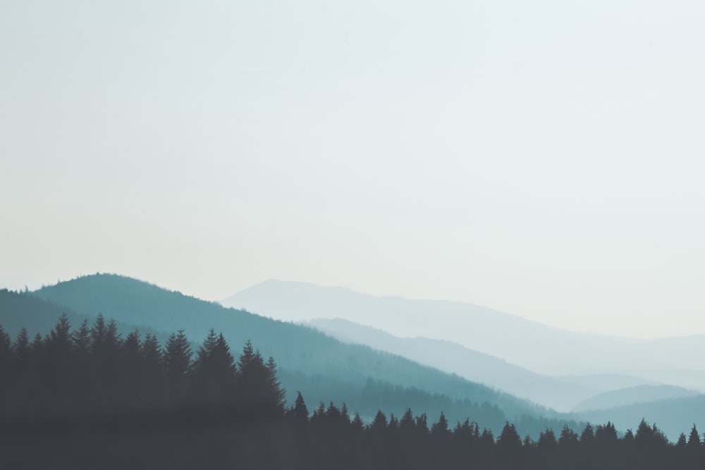 silhouette of trees near mountain