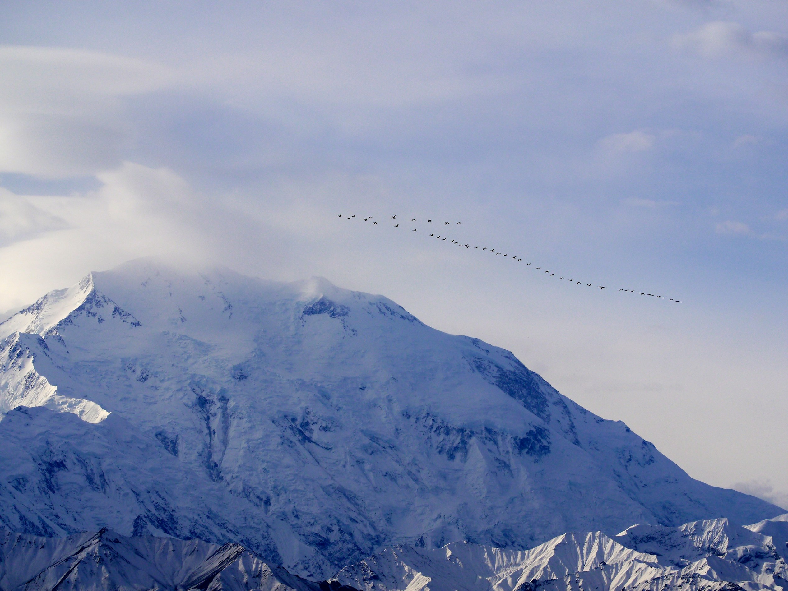 Birds Are Vanishing From North America