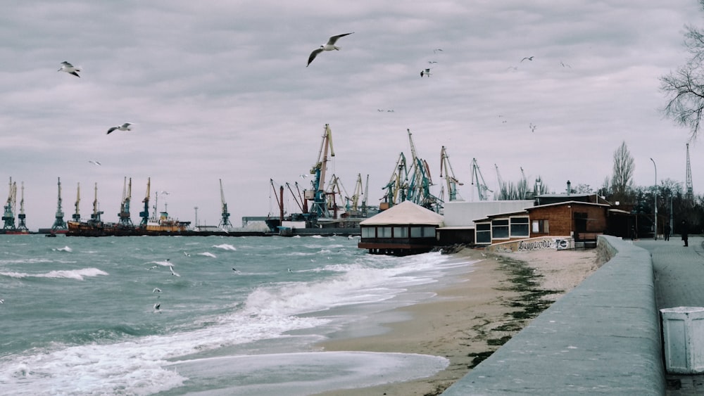 Vögel fliegen auf dem Meer