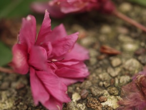 Pink Blossom