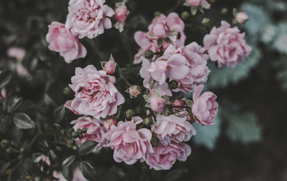 pink petaled flowers