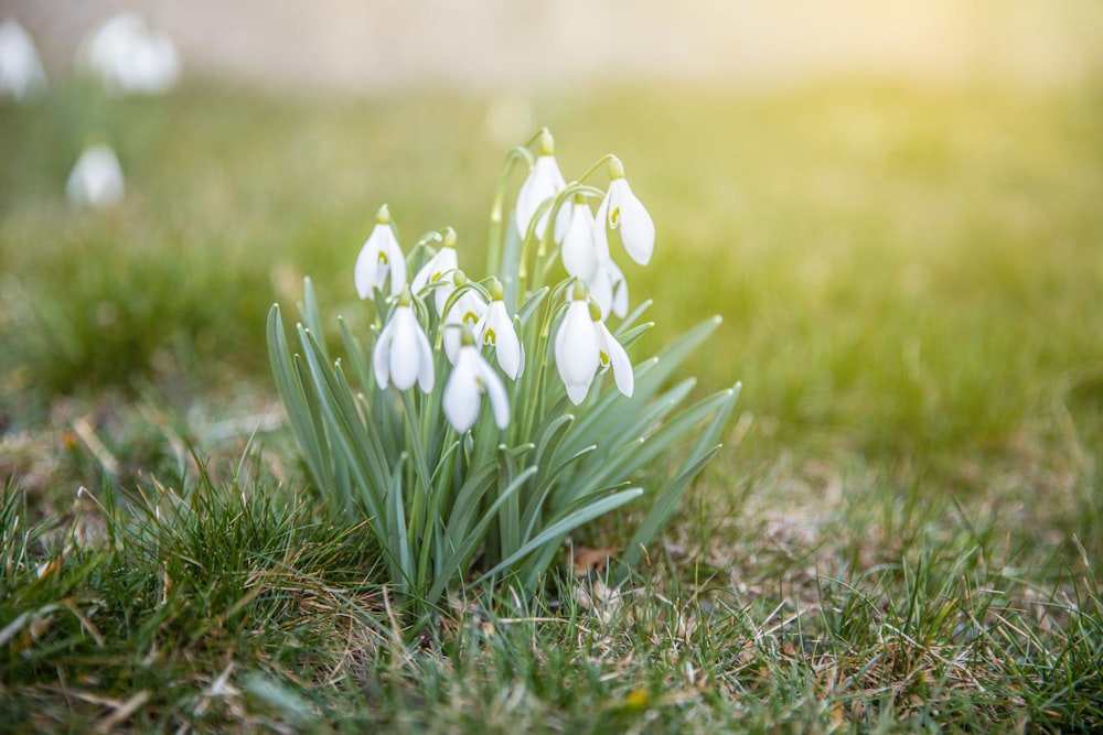 white flowers