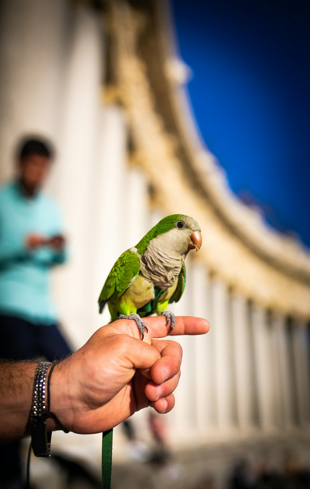 green and white bird on left human hand