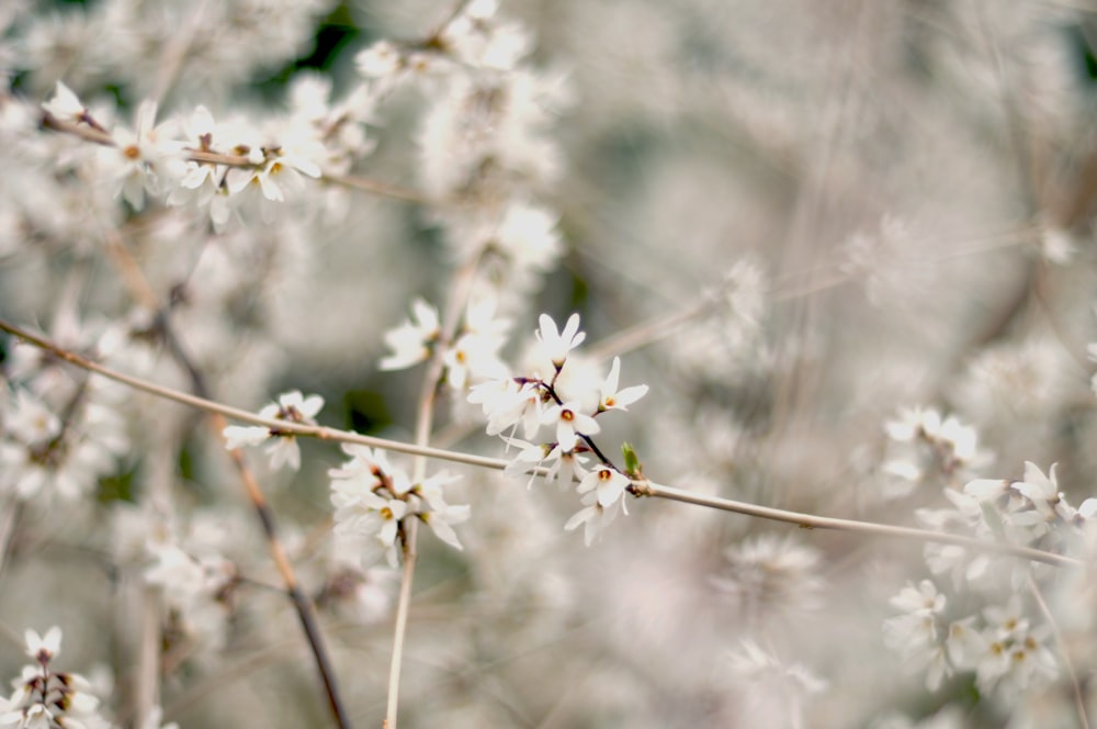 flor de pétalos blancos