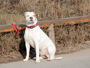 A large, white and tan dog with a red collar sits on a paved path next to a rustic wooden fence and dry, winter vegetation.