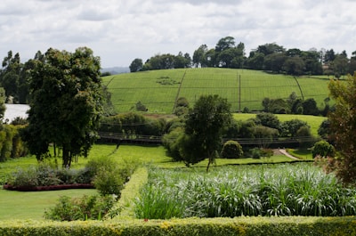 A lush landscape featuring rolling hills covered in neatly planted rows of crops. The foreground has a well-maintained garden with various bushes and flowering plants. Tall trees punctuate the scene, and there is a road curving through the greenery. The sky above is overcast, providing a serene and peaceful atmosphere.