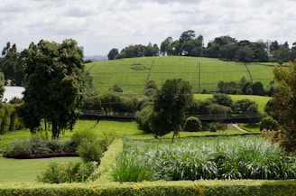 A lush landscape featuring rolling hills covered in neatly planted rows of crops. The foreground has a well-maintained garden with various bushes and flowering plants. Tall trees punctuate the scene, and there is a road curving through the greenery. The sky above is overcast, providing a serene and peaceful atmosphere.