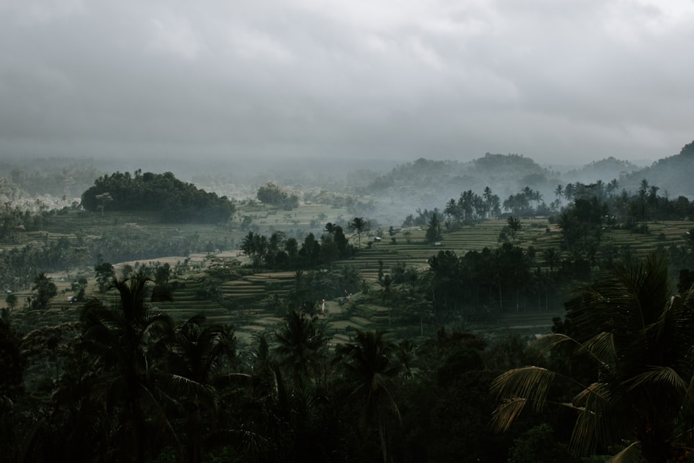 trees under cloudy sky at daytime