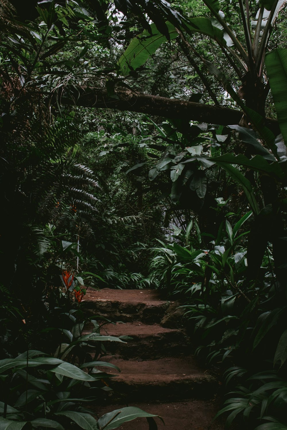 empty garden with stairs