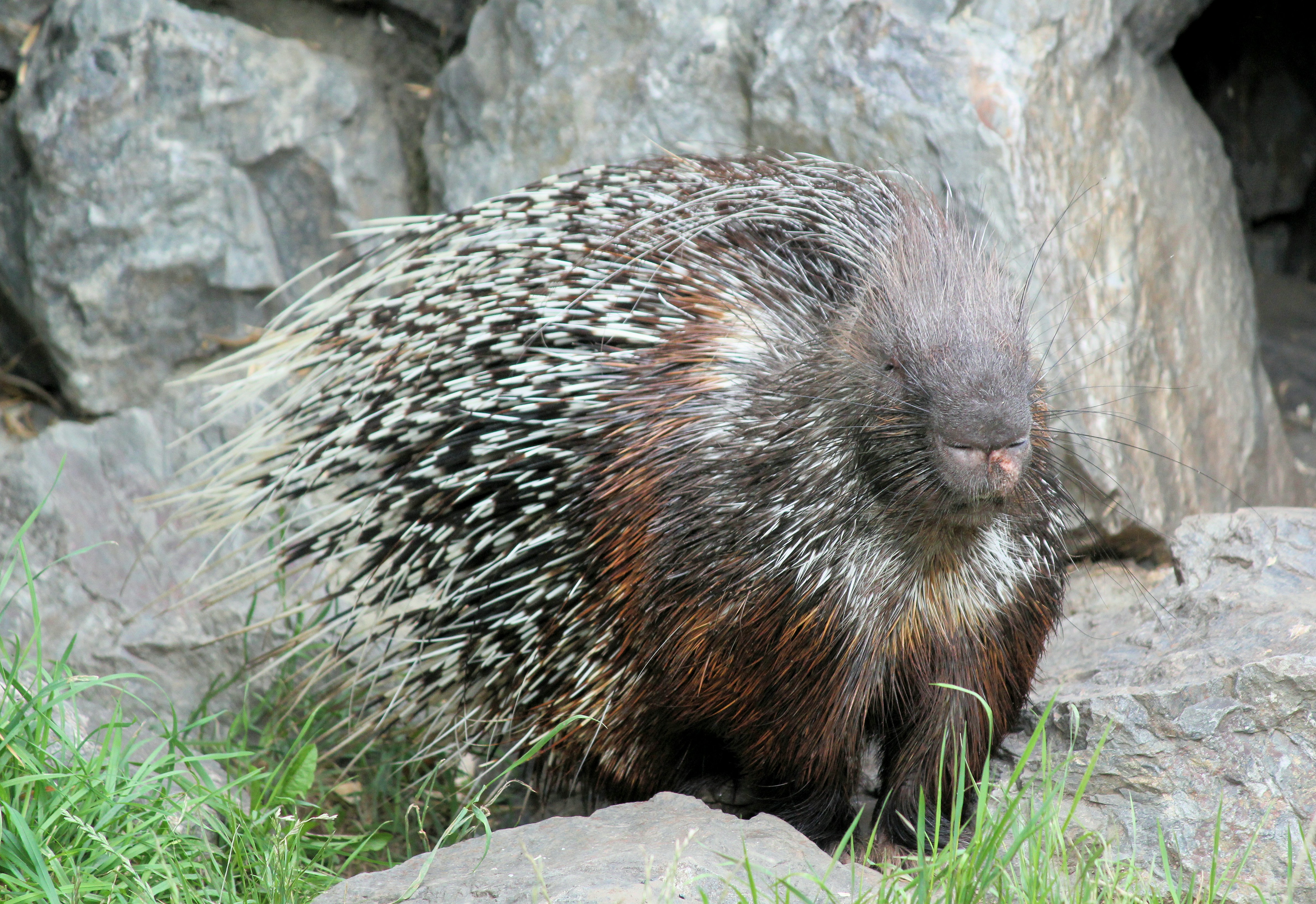 Porcupine