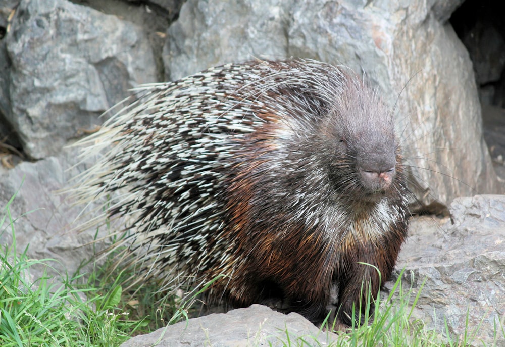 gray and black hedgehog