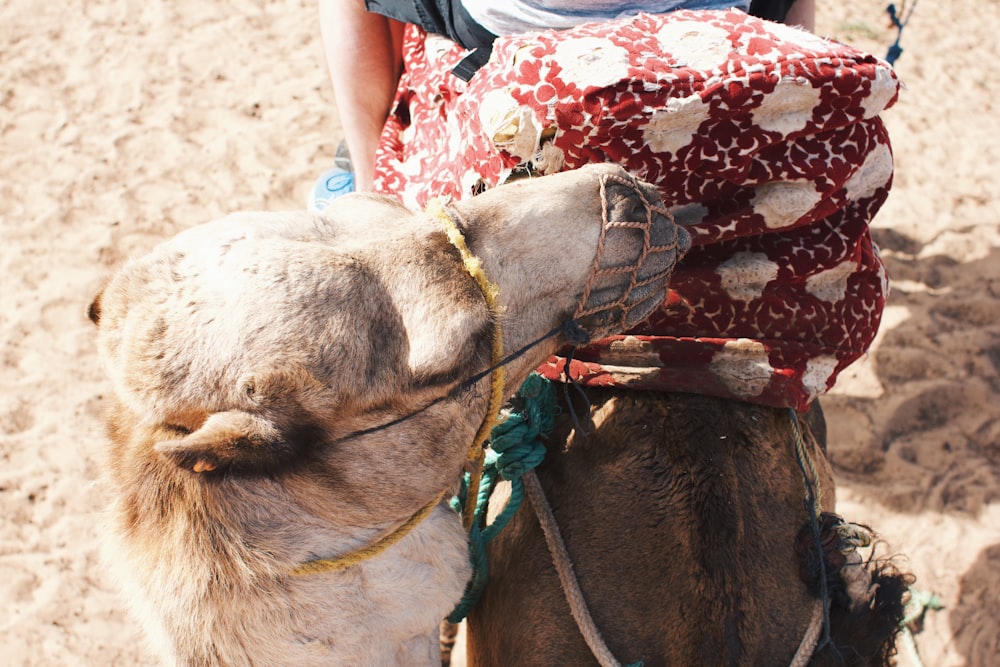 a brown camel