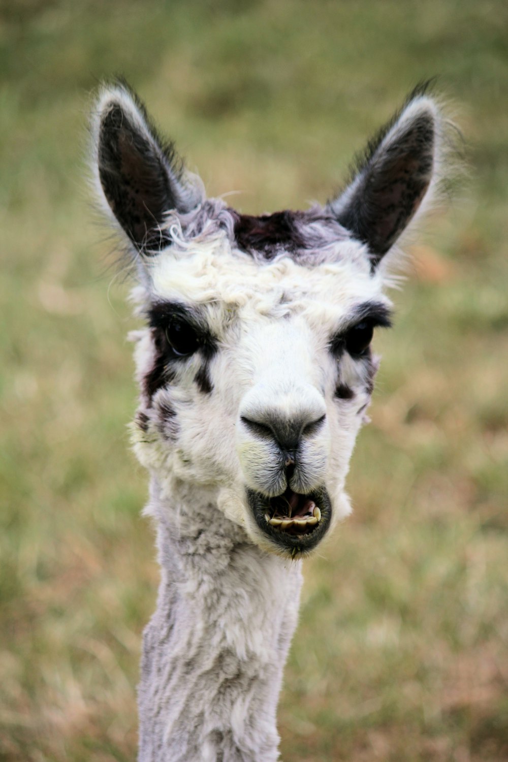 llama standing on grass field