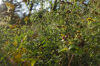 A vibrant garden scene showcasing healthy sandalwood, mango, and ayurvedic plants bathed in warm sunlight.