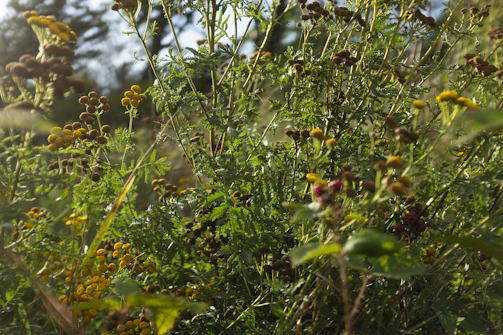 A lush hotel landscape blooming with diverse native wildflowers in early morning sunlight.