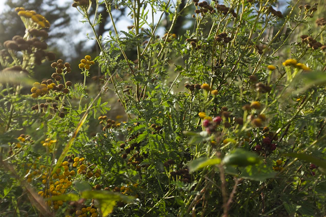 A vibrant garden scene showcasing healthy sandalwood, mango, and ayurvedic plants bathed in warm sunlight.