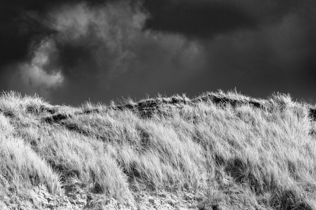 Open Field