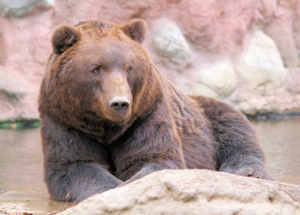 Urso marrom descansando