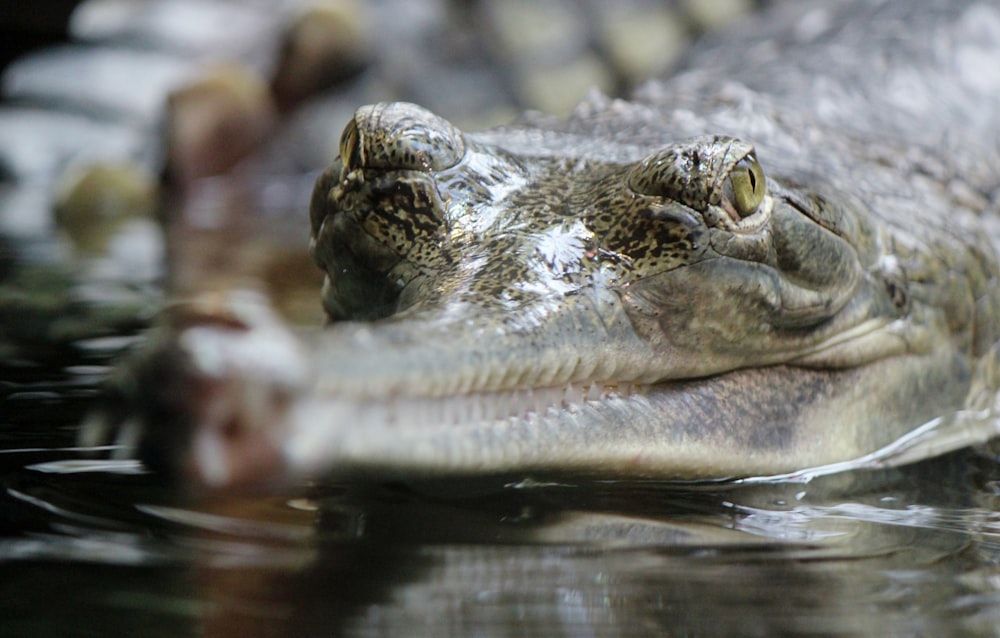 shallow focus photo of crocodile