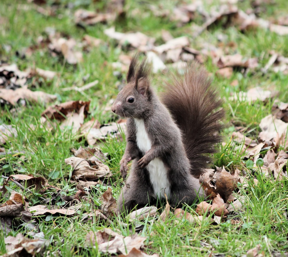 gray squirrel on grass