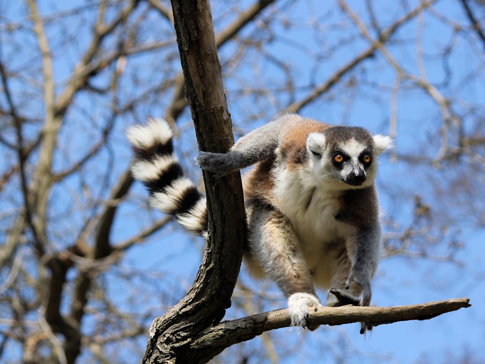 ring-tailed lemur on tree branch during daytime