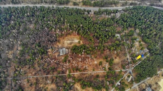 Aerial view of a vast forested area with dense clusters of green trees interspersed with patches of dry, brown vegetation. A few buildings are noticeable, nestled within the trees, and a road runs along the edge of the forest. Open clearings and pathways are visible, suggesting human activity within the landscape.