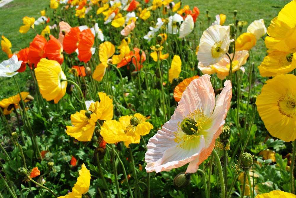 bed of poppies