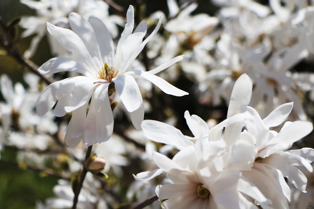 close-up photography of white petal flowers