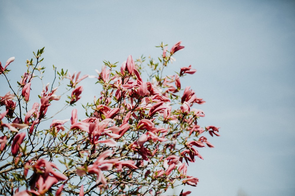 pink petal flower closeup photo