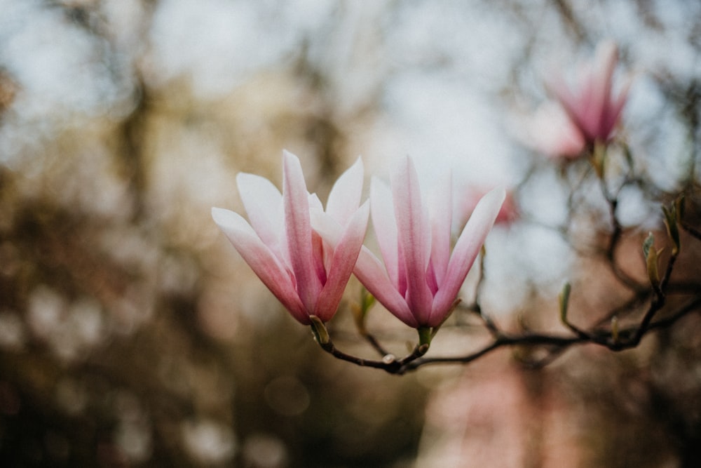 Fotografía de enfoque selectivo de una flor de pétalos rosados