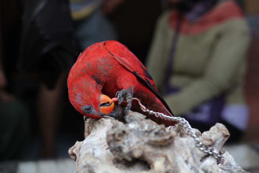 red parrot