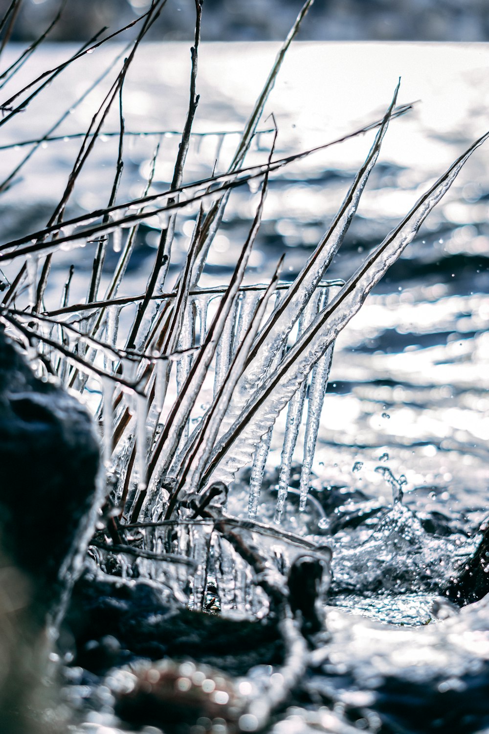 a bunch of sticks sticking out of the water