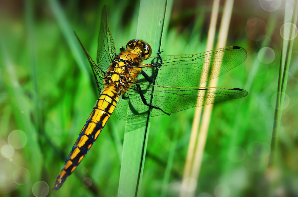 yellow dragonfly perching on green leaf