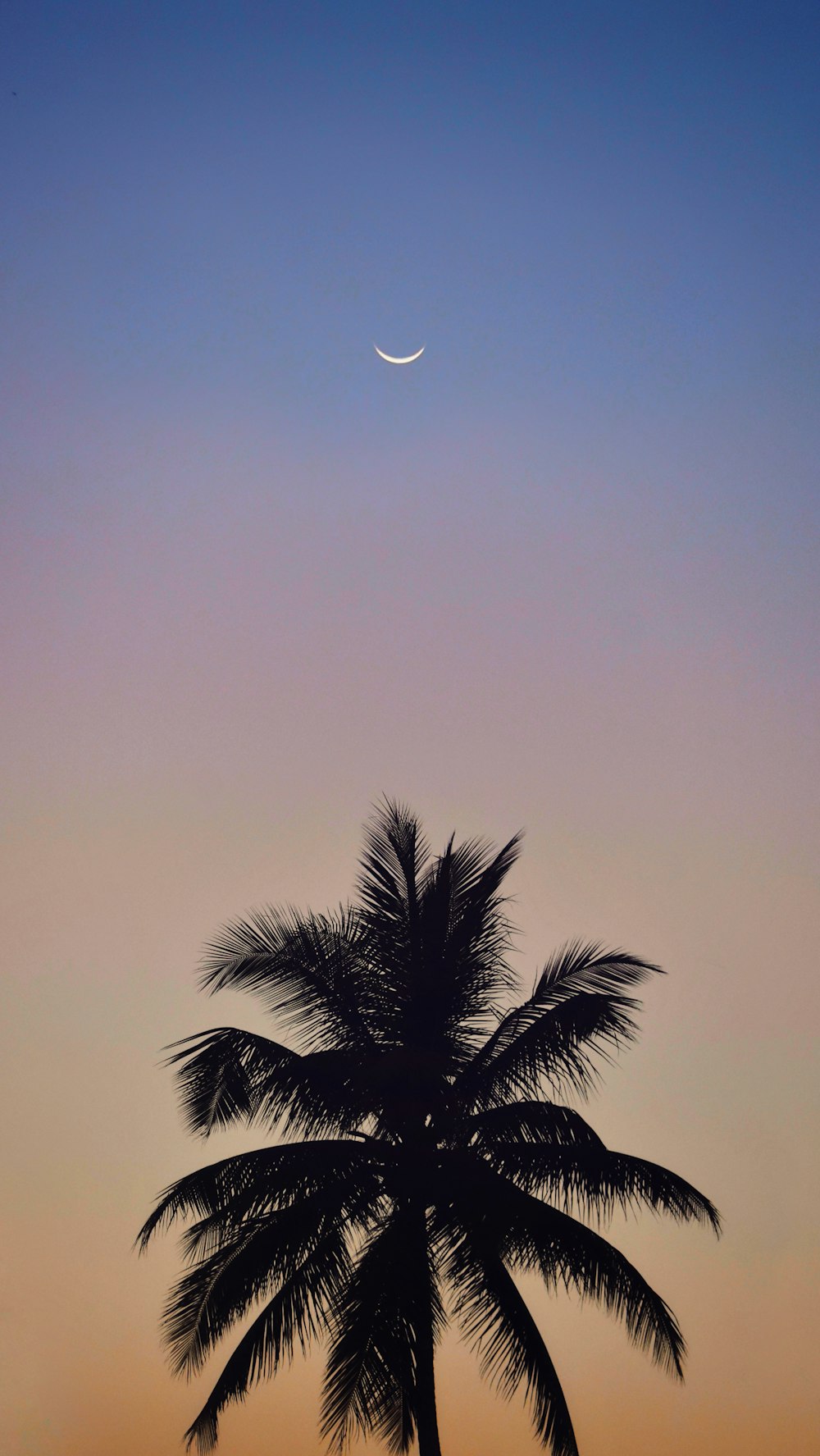 silhouette photo of palm tree