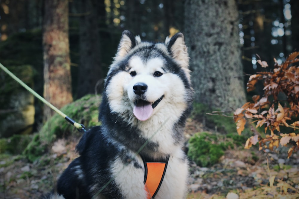 black and white husky dog