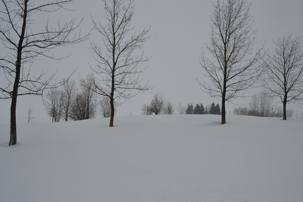 four leafless trees on white fields photo