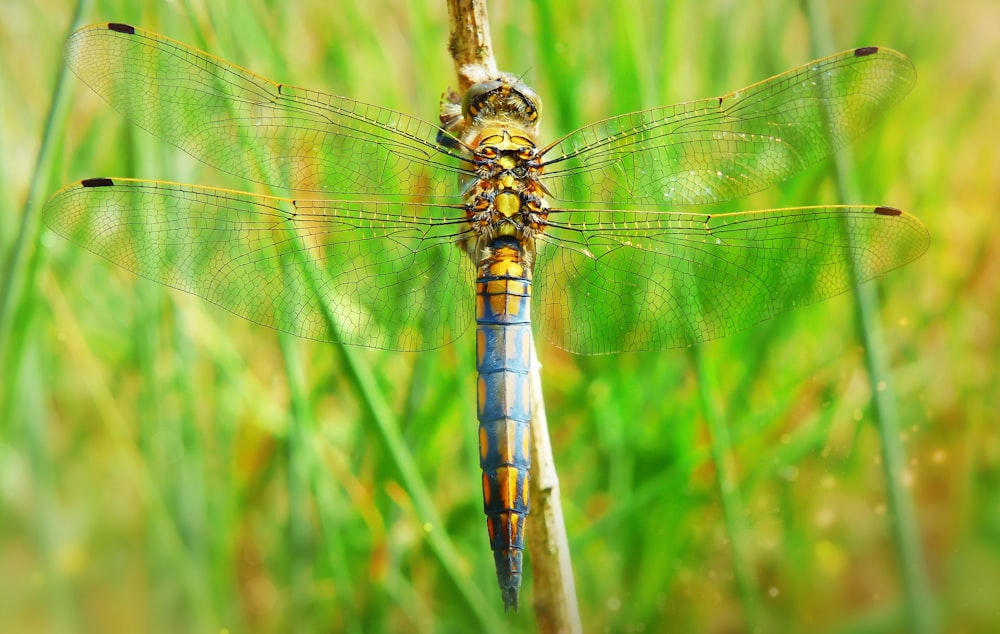 blue and yellow dragonfly on green stem photo