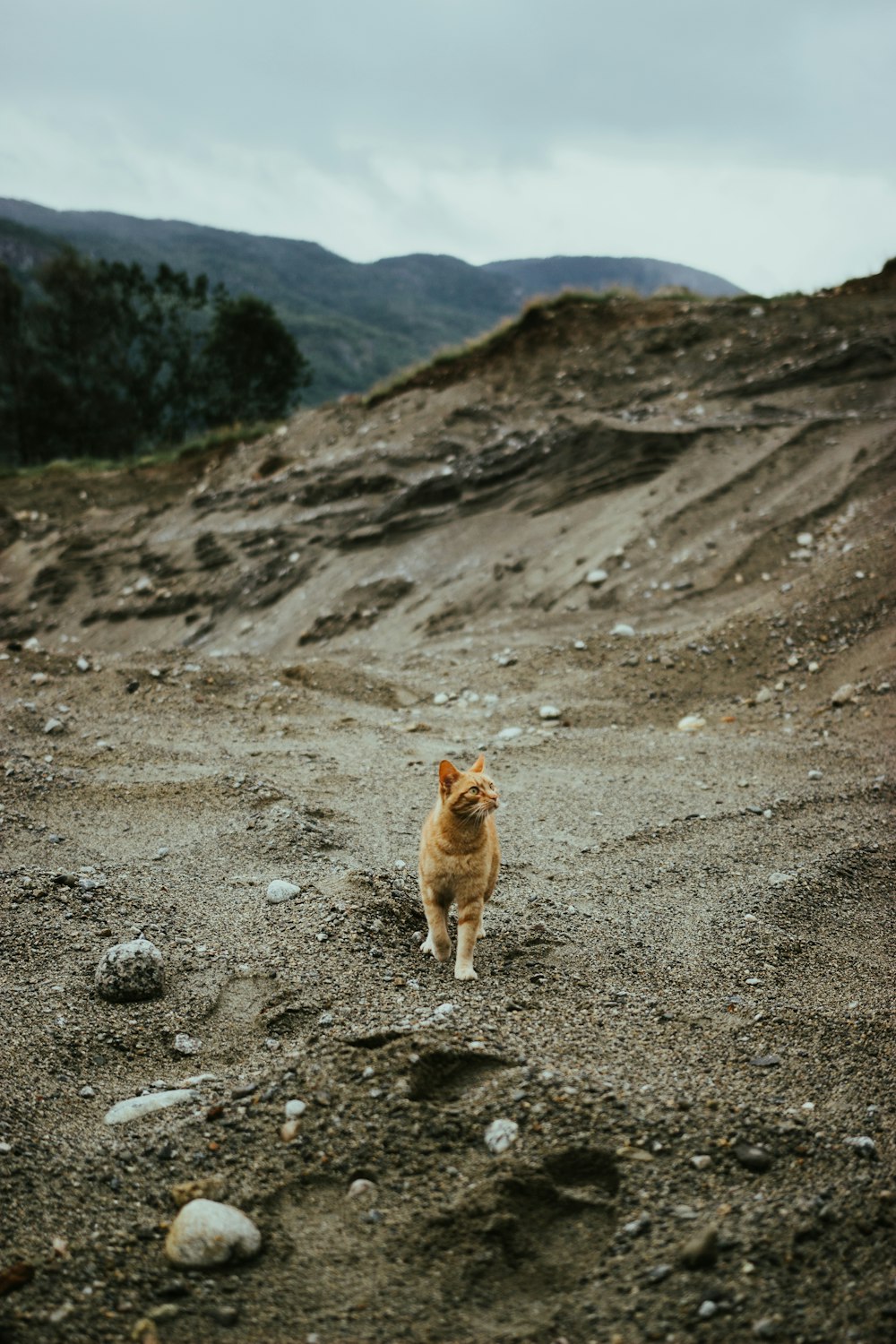 未舗装の道路のオレンジ色の猫