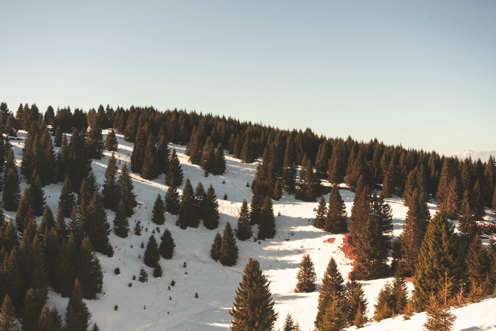 green pine trees