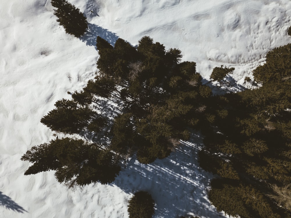 tall trees on icy ground