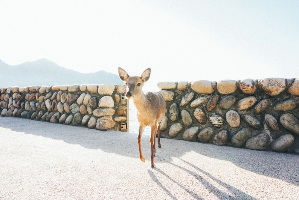 brown deer near fence