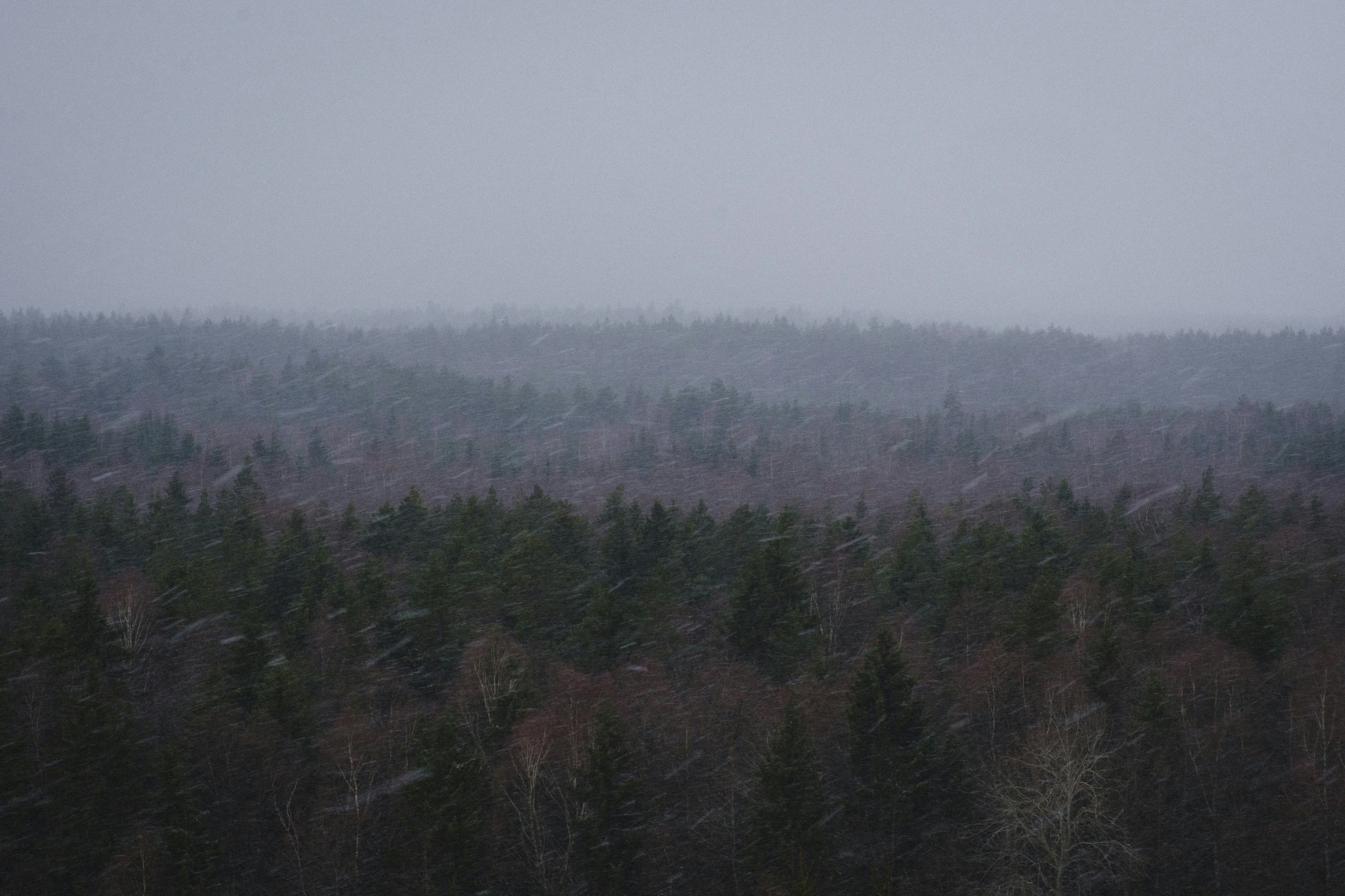 green pine tress across foggy horizons