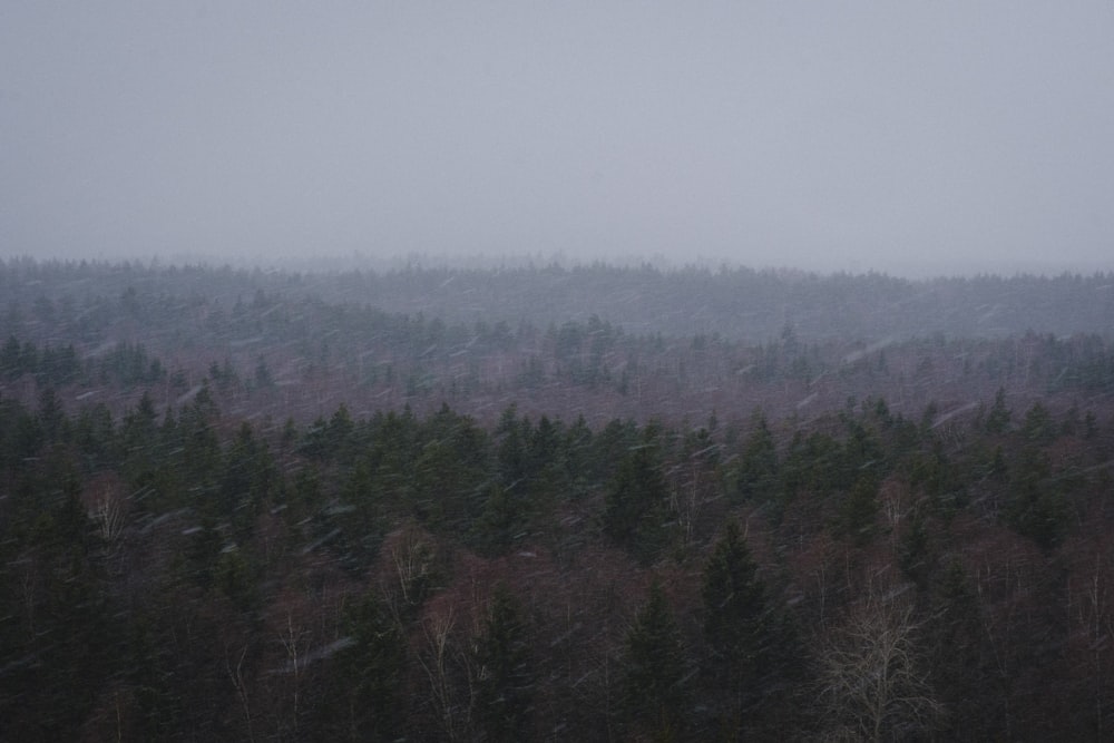 green pine tress across foggy horizons