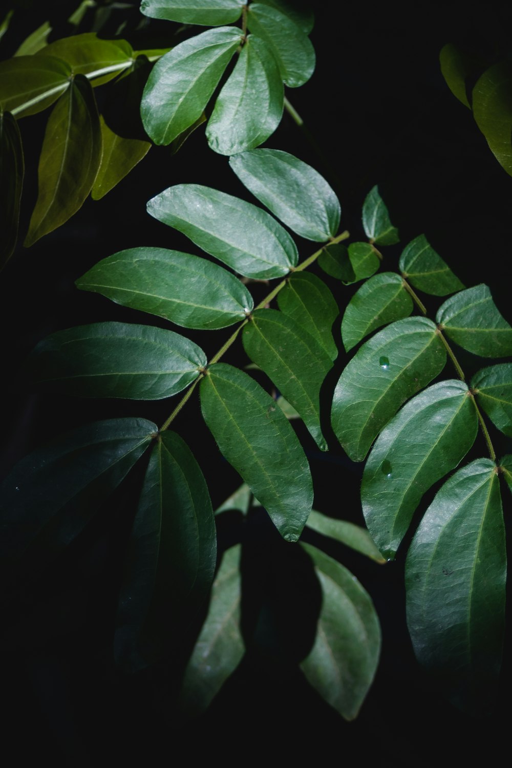 planta de hojas verdes