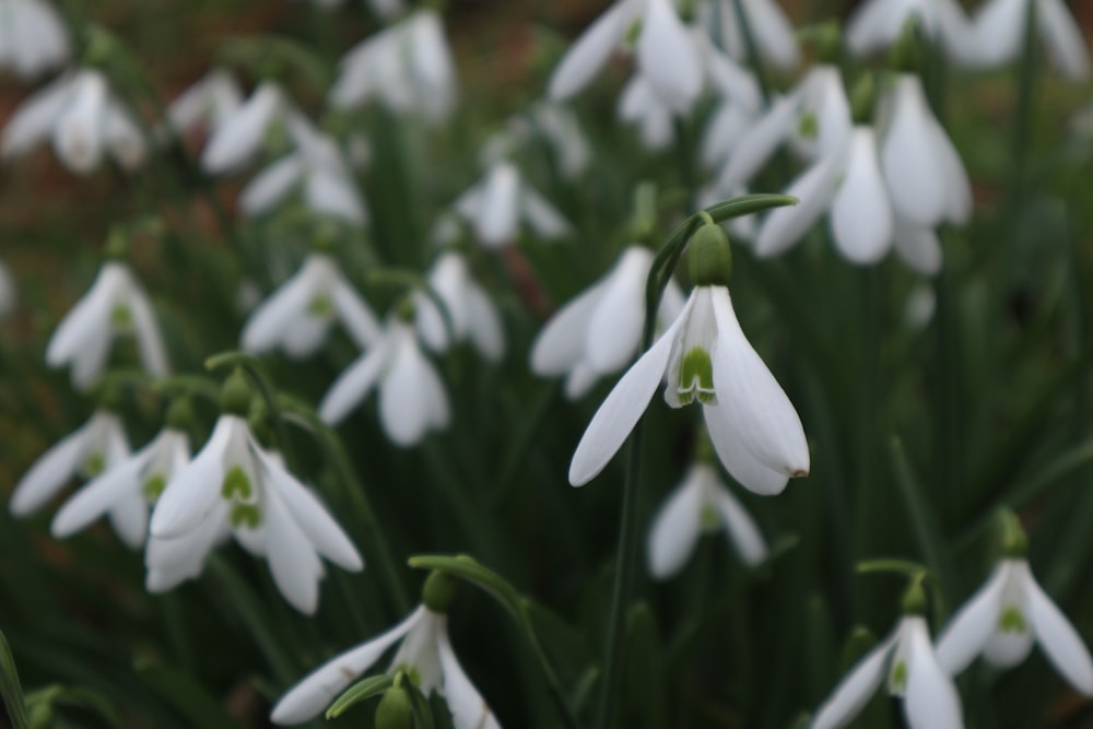 white-petaled flower