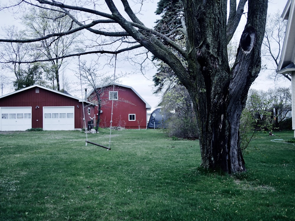 swing on tree