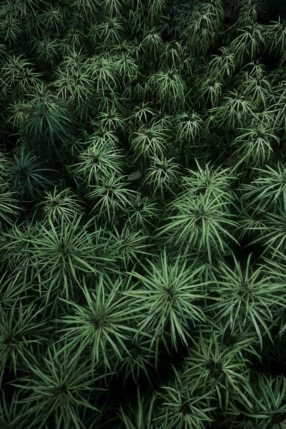 plantas verdes durante o dia