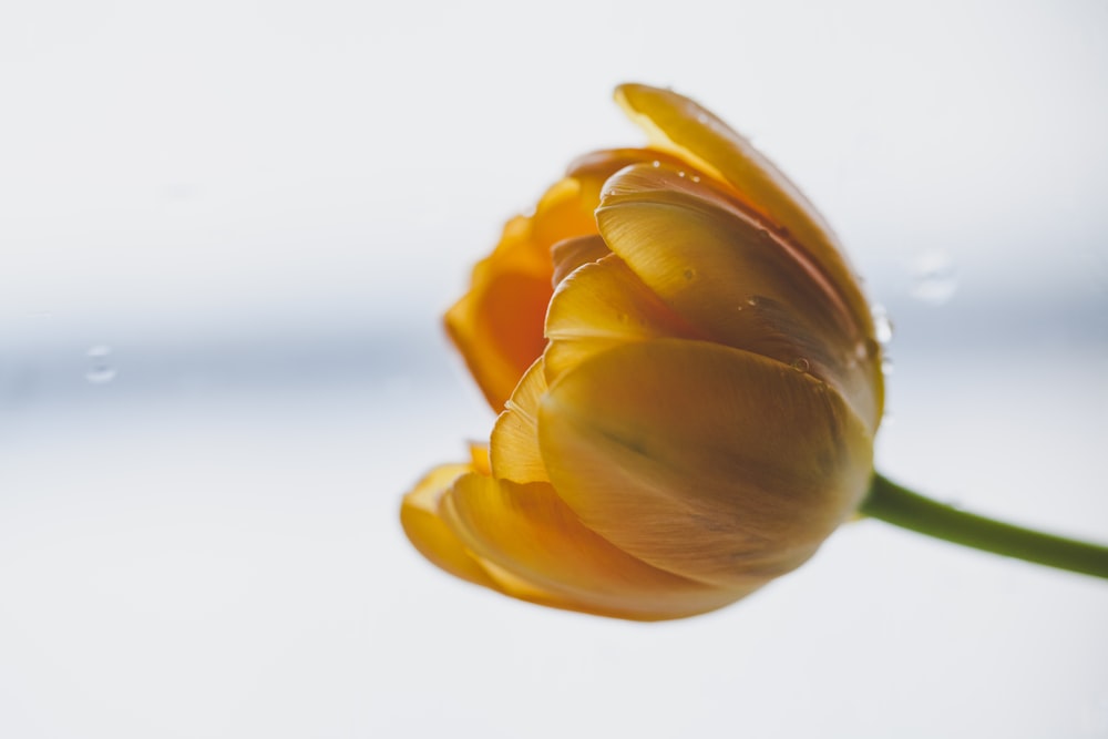 macro photography of yellow flower