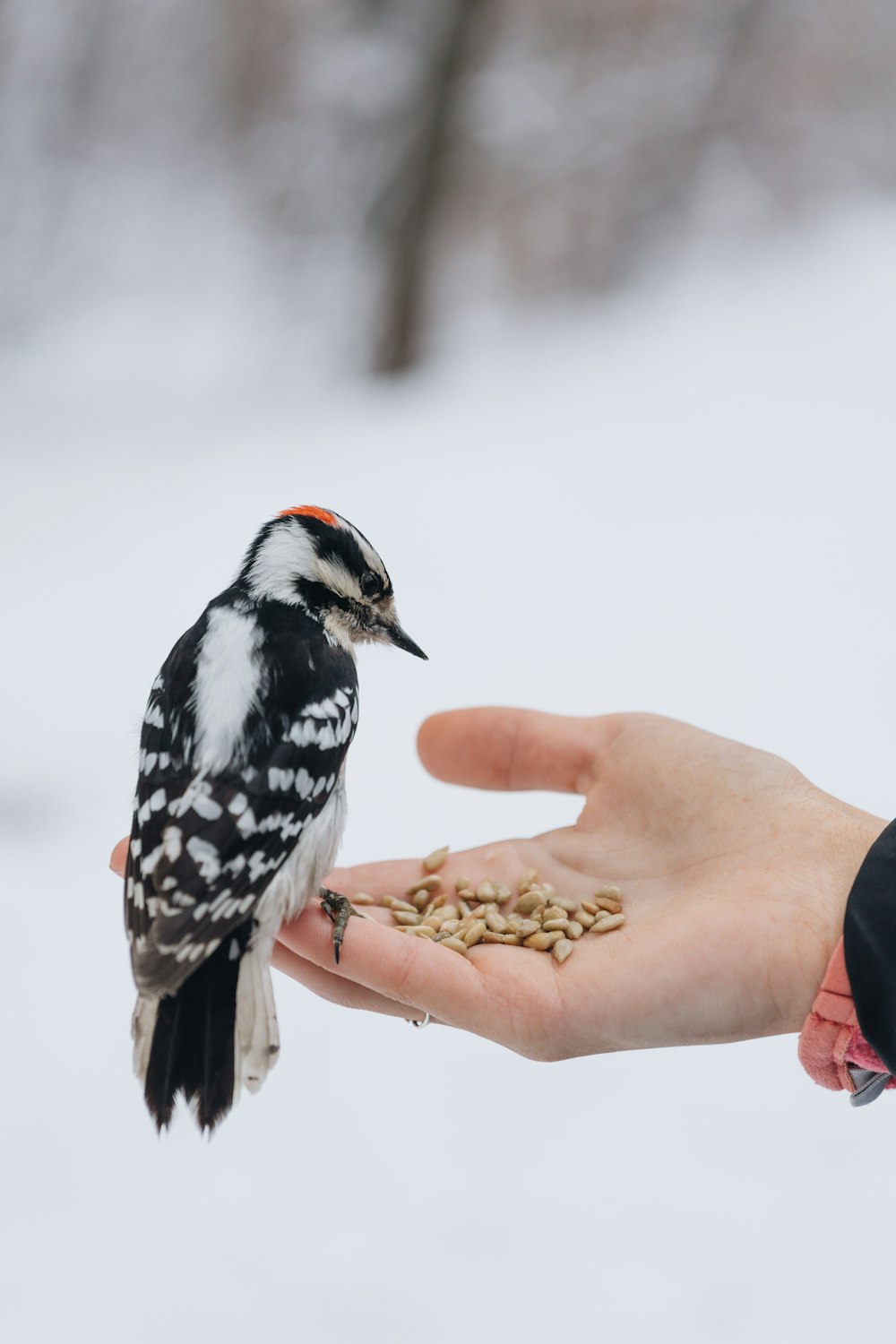 Hairy woodpecker on person's hand
